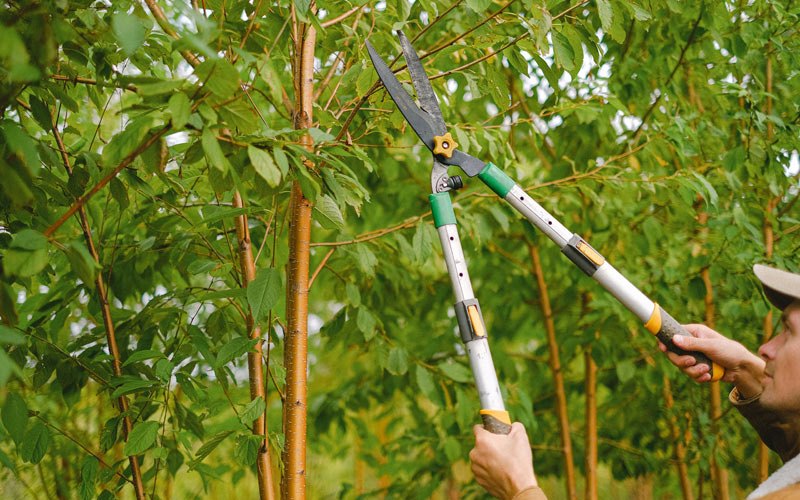 Tree trimming in Joliet, MT